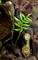 fern frond growing in old tree photo 4858