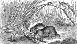 field mouse illustration