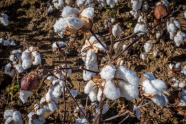 Field of cotton plants on farm