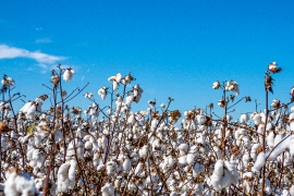 Field of cotton plants with blue sky