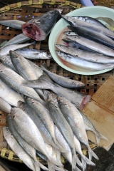 Fish for sale hanoi_15