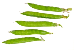 five freshly picked pea pods on white background photo