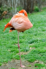 flamingo bird standing one leg photo