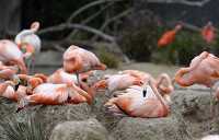 flamingo sitting rocks