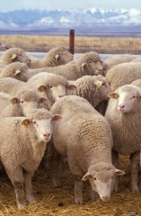flock of sheep on farm flock of sheep on farm
