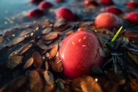 Flooded cranberry bog ready for wet harvesting in massachusetts