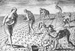 Florida Indians planting seeds of beans or maize 1591
