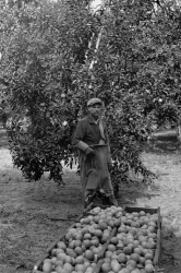 Florida orange picker worker migrant Florida 1937