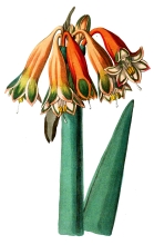 flower illustration 51