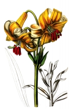 flower illustration 55