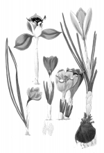 flower illustration 63