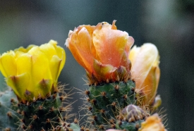 Flowering Cactus Peru