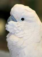 fluffy white cockatoo bird