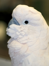 fluffy-white-cockatoo-bird