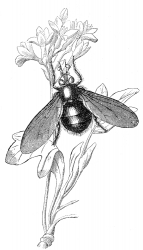 fly on plant illustration