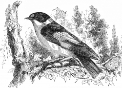 flycatcher bird illustration