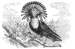 flycatcher bird illustration