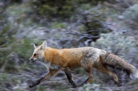 fox in motion