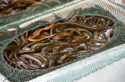 Fresh Baby Eels Photo Image