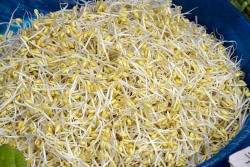 Fresh Bean Sprouts Photo Image