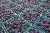 Fresh blueberries in baskets