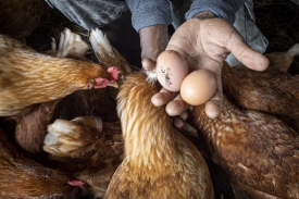 fresh eggs gathered from livestock farm photo