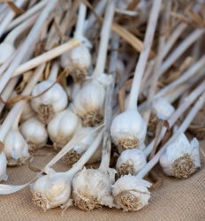 Fresh garlic at farmers market