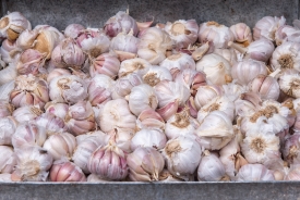 fresh garlic for sale at the market marrakesh morocco photo 6249