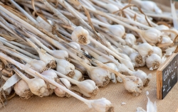 Fresh garlic on display at a farmers market
