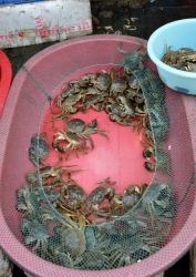Fresh Live Crabs At Outdoor Market Photo Image