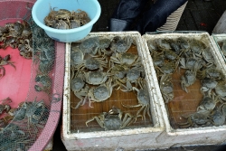 Fresh Live Crabs At Outdoor Market Photo Image