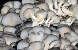 Fresh Mushrooms Local Market Photo Image