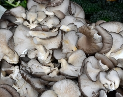 Fresh Mushrooms Local Outdoor Market Photo Image