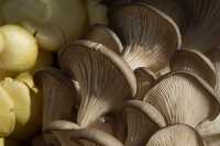Fresh oyster mushroom 2