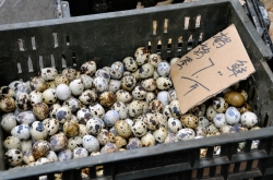 Fresh Quail Eggs In Wicker Baskets For Sale Market Photo Image