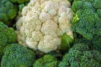 Freshly picked bunches of cauliflower with broccoli