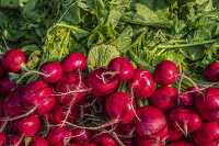 Freshly picked bunches of radishes