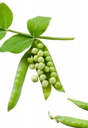 freshly picked peas with open pod on white background image
