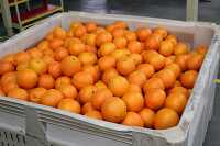 Freshly plicked oranges in container