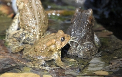 frog american toad in pond 16