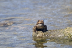 frog american toad in pond 18