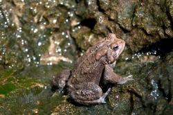 frog american toad in pond 20