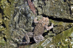 frog american toad in pond 23