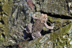 frog american toad in pond 24