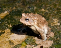 frog american toad in pond 25