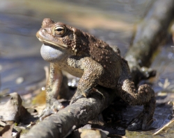 frog american toad in pond 32