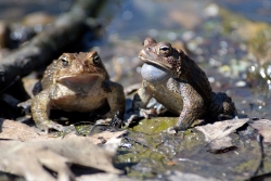 frog american toad in pond 34