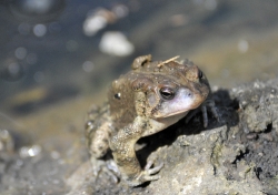 frog american toad in pond 38