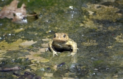 frog american toad in pond 40