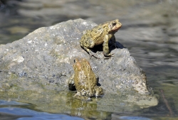 frog american toad in pond 41